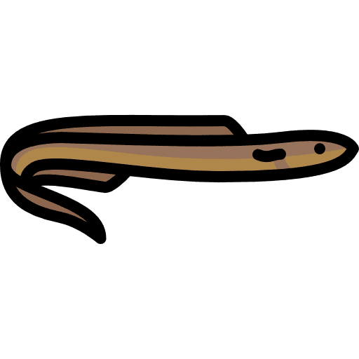 Moray animals animal wildlife icon
