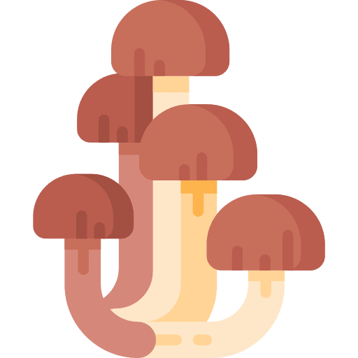 Mushrooms vegetable mushrooms food and restaurant icon