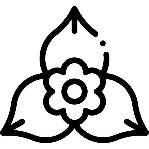 Bougainvillea nature botanical petals icon
