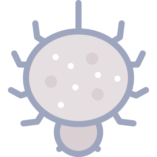 Spider wildlife animals tarantula icon