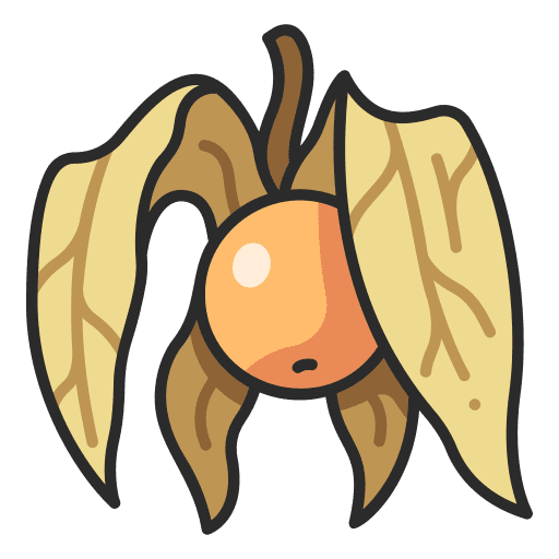Physalis healthy nature fruit icon