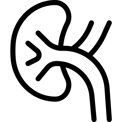 Kidney renal human body kidney icon