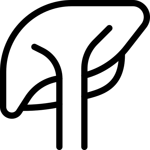 Liver anatomy body organ liver icon