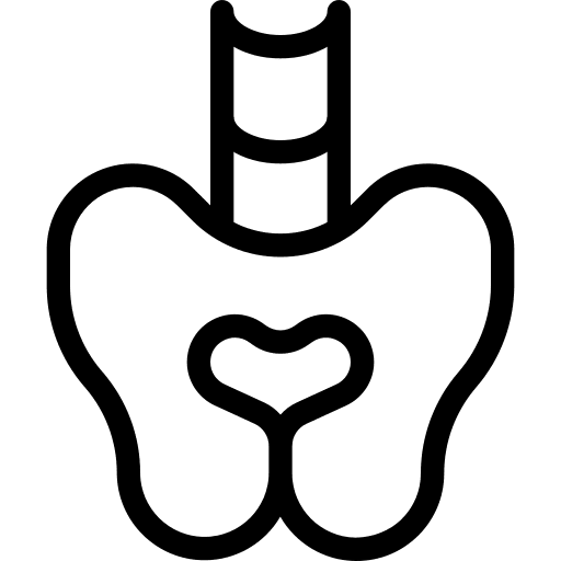 Pelvis pelvis human organ anatomy icon