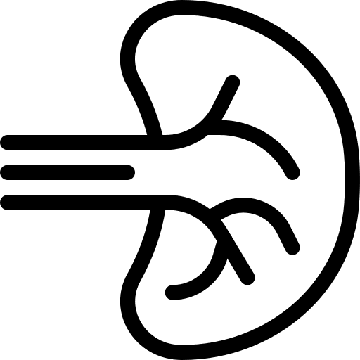 Spleen internal organ organ human organs icon
