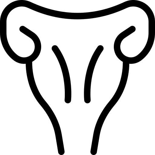 Uterus female organs ovary ovaries icon