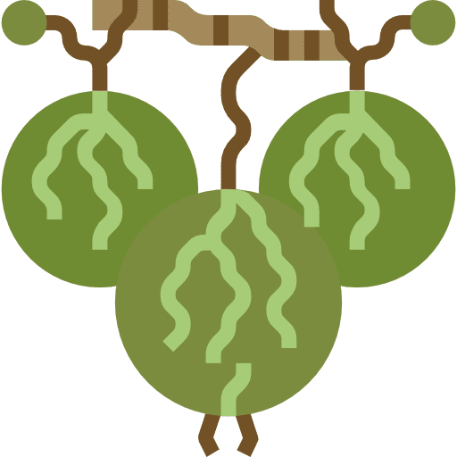 Gooseberry gooseberry organic healthy food icon