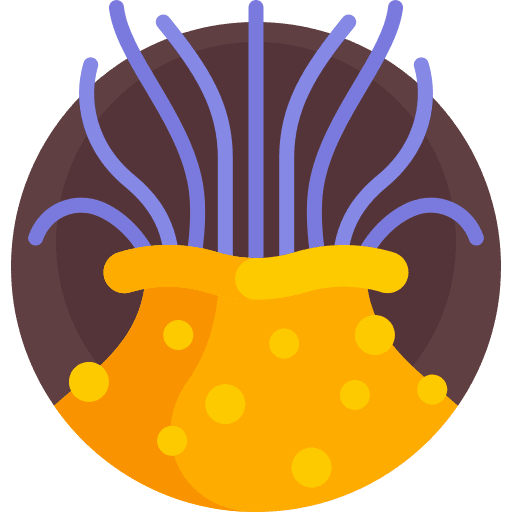 Anemone sea life aquatic aquarium icon