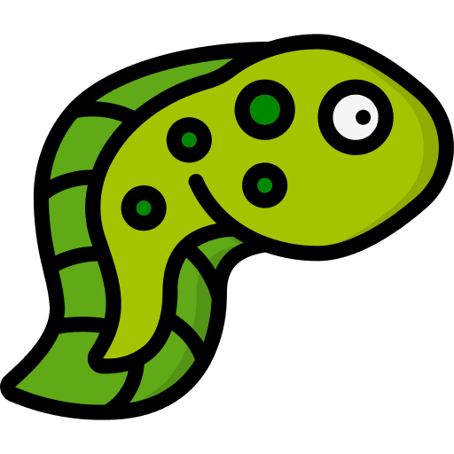 Tadpole amphibian metamorphosis lifecycle icon