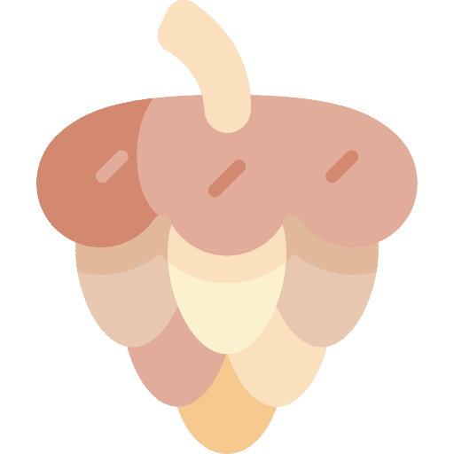 Pine cone dry nature autumn icon