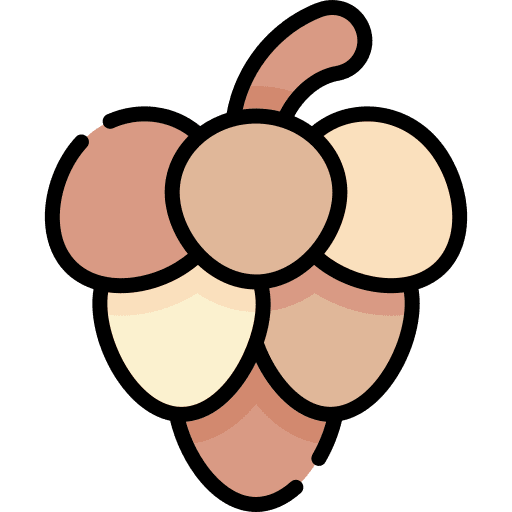 Pine cone pine cone dry autumn icon