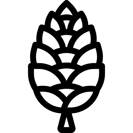 Cone autumn nature nut icon