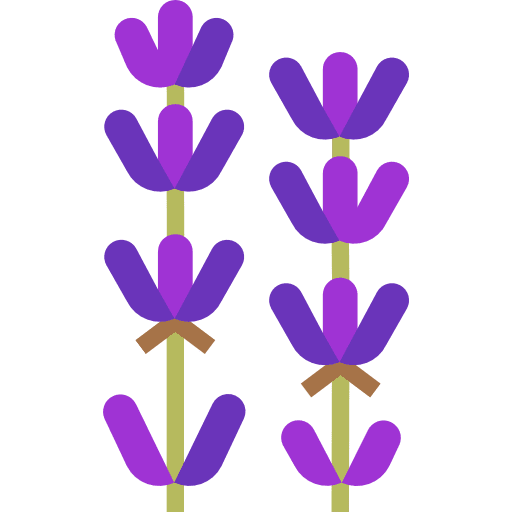 Lavender essence flower botanical icon