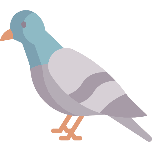 Pigeon bird zoo pigeon icon