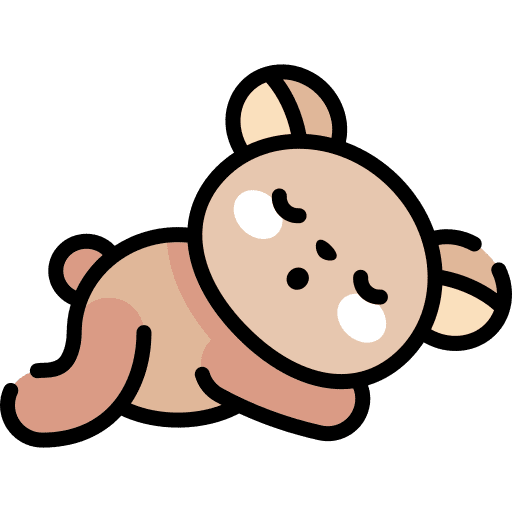 Bear animal kingdom mammal animal icon