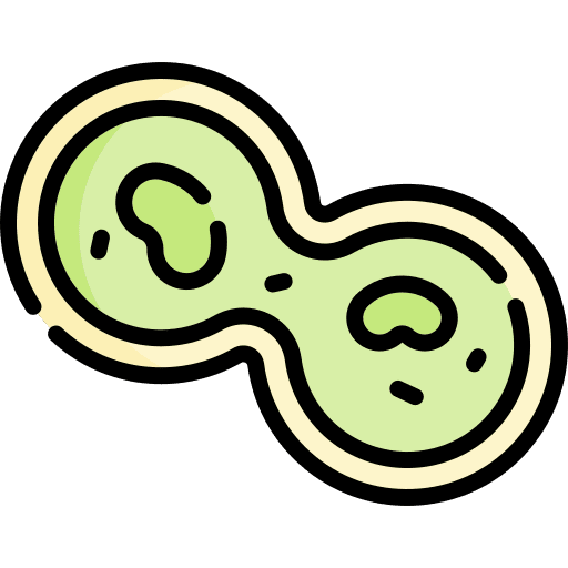 Mitosis cell division cytology healthcare icon