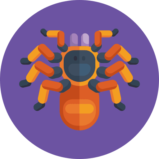 Spider arachnid spider animals icon