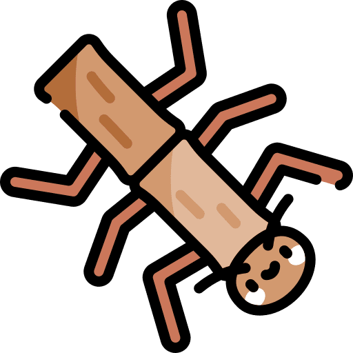 Phasmatodea bug animals entomology icon