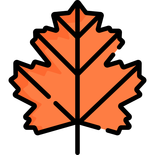 Maple leaf botanical leaf maple leaf icon