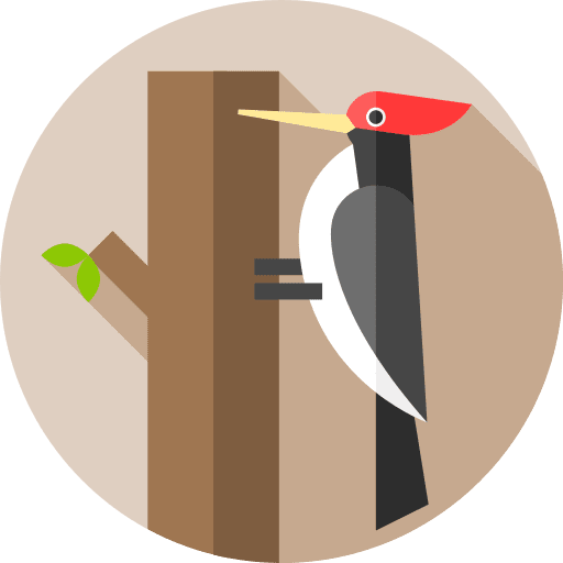 Woodpecker woodpecker wildlife zoology icon