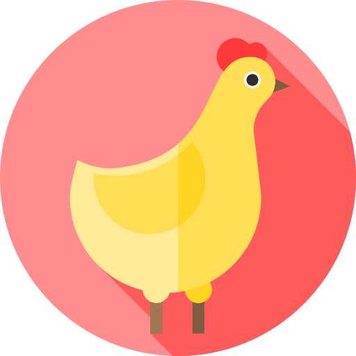 Chicken bird zoology fauna icon