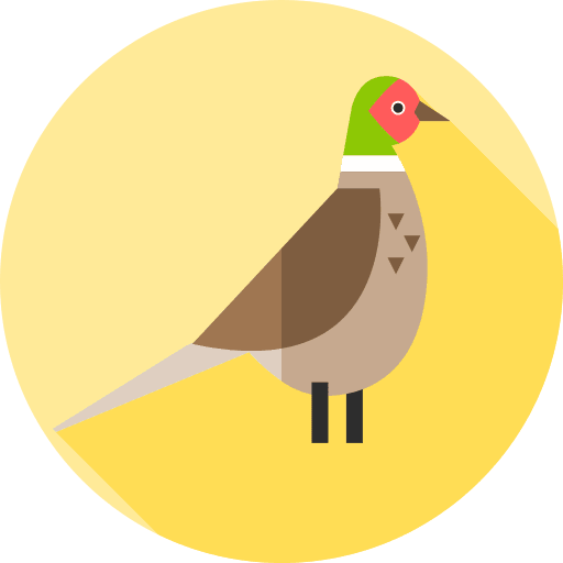 Pheasant ornithology wildlife bird icon