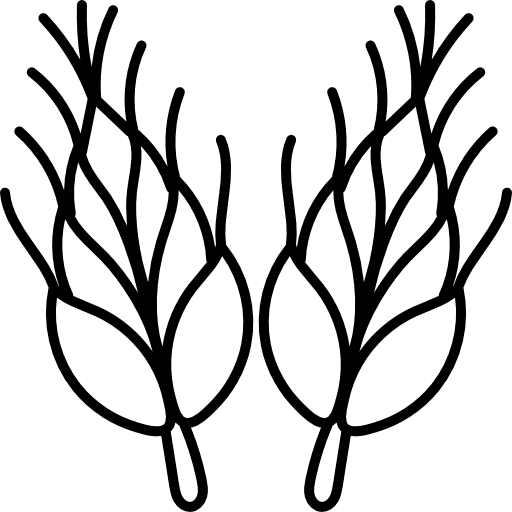 Wheat healthy food food and restaurant organic icon