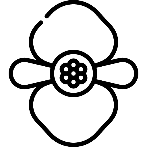 Begonia petals flower blossom icon