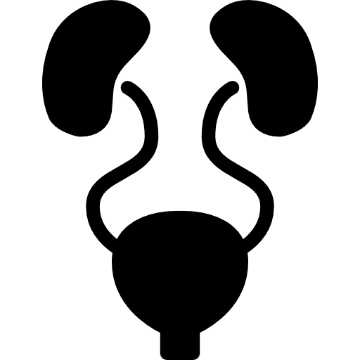 Urinary system kidneys urology medical icon