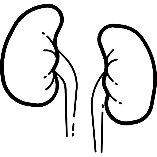 Kidneys kidney organ urology icon