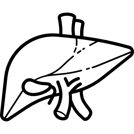 Liver healthcare and medical organ anatomy icon