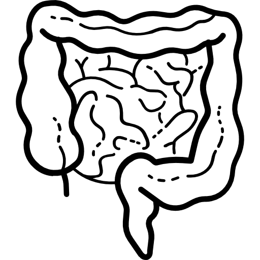 Intestines appendix large intestine organ icon