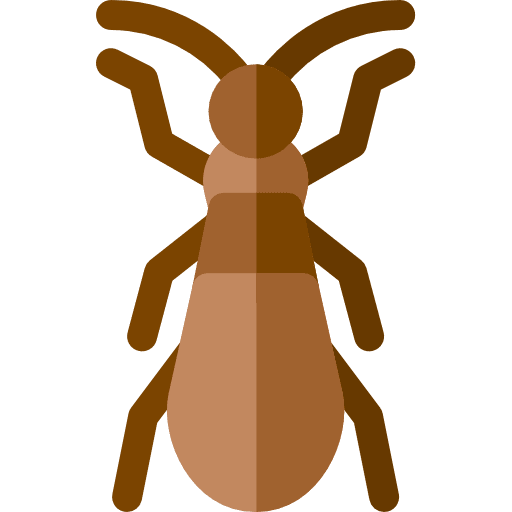 Bug bug insect entomology icon