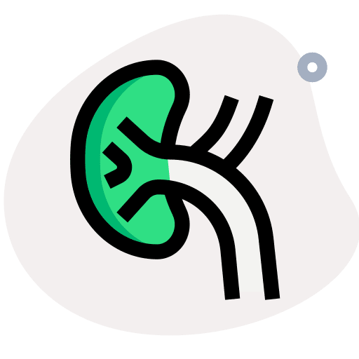 Kidney anatomy renal kidney icon
