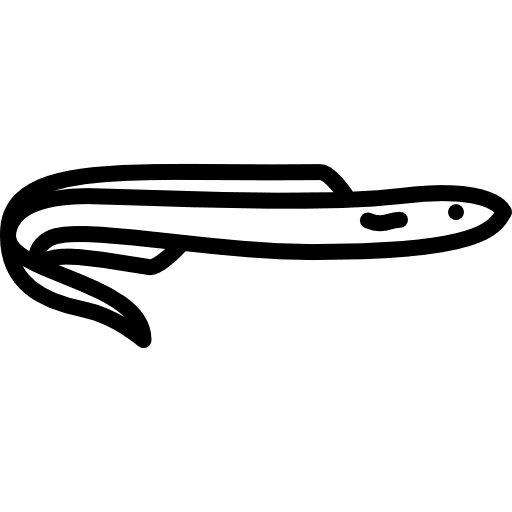 Big moray wildlife wild dangerous icon