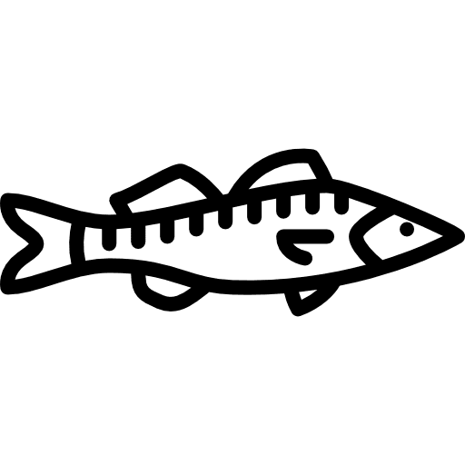 Big zander fish wildlife food icon