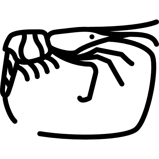 Big shrimp wildlife aquatic food icon