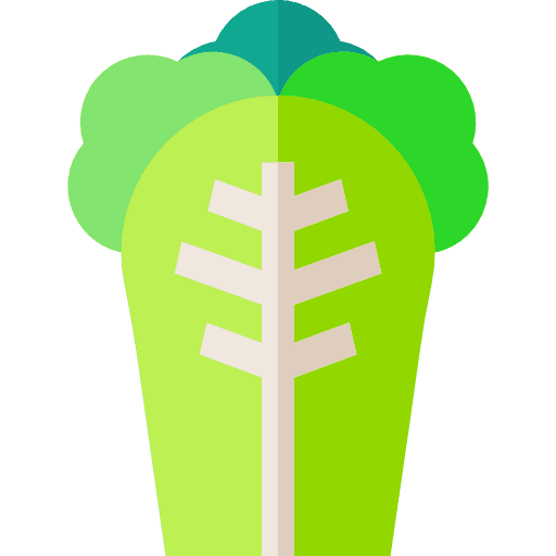 Cabbage food food and restaurant salad icon