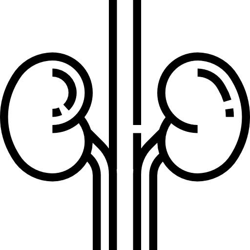 Kidneys medical urology organ icon