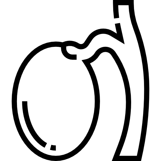 Testicle reproduction human body medical icon