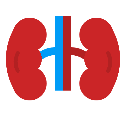 Kidney renal anatomy organ icon