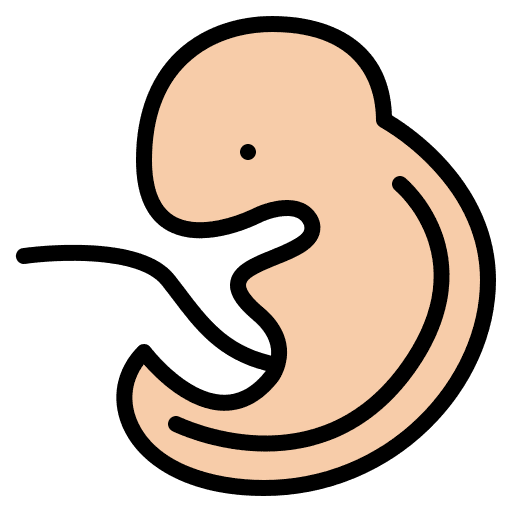 Embryo healthcare and medical embryo baby icon