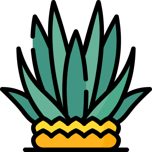 Agave plant agave mexican icon