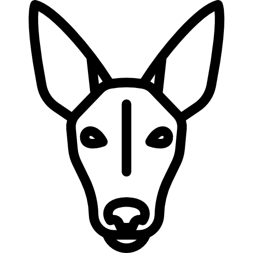 Pharaoh hound animal pet animals icon