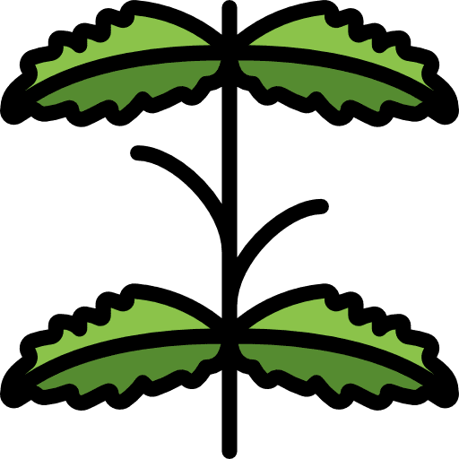 Mint plant farming and gardening leaves icon