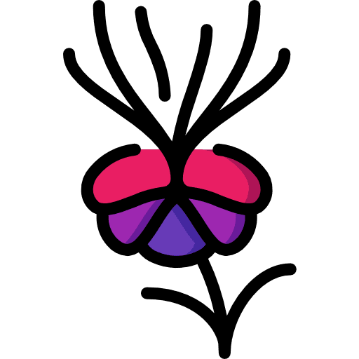 Melastome petals blossom botanical icon