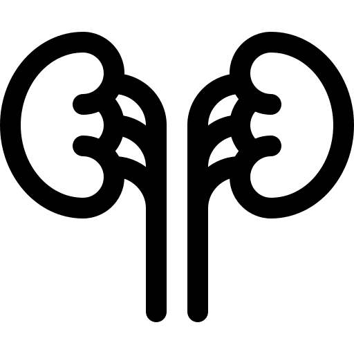 Kidneys urology organ kidney icon