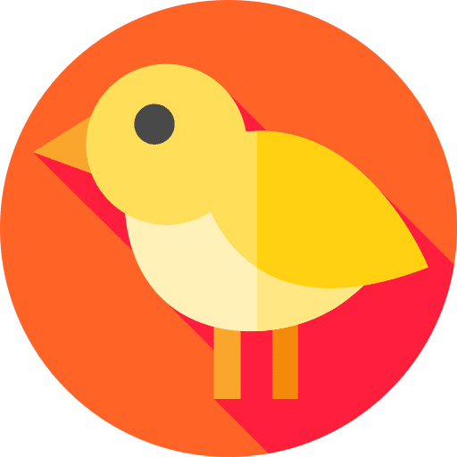 Chick chick zoo bird icon