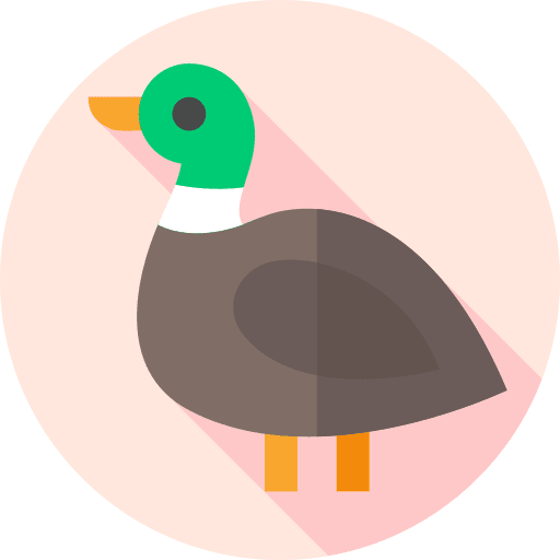 Duck bird ornithology duck icon