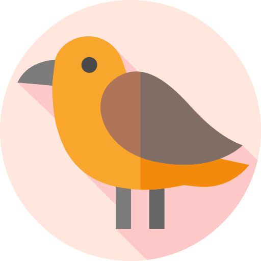 Bird bird zoo ornithology icon